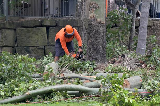 Best Commercial Tree Removal  in Bruceton, TN